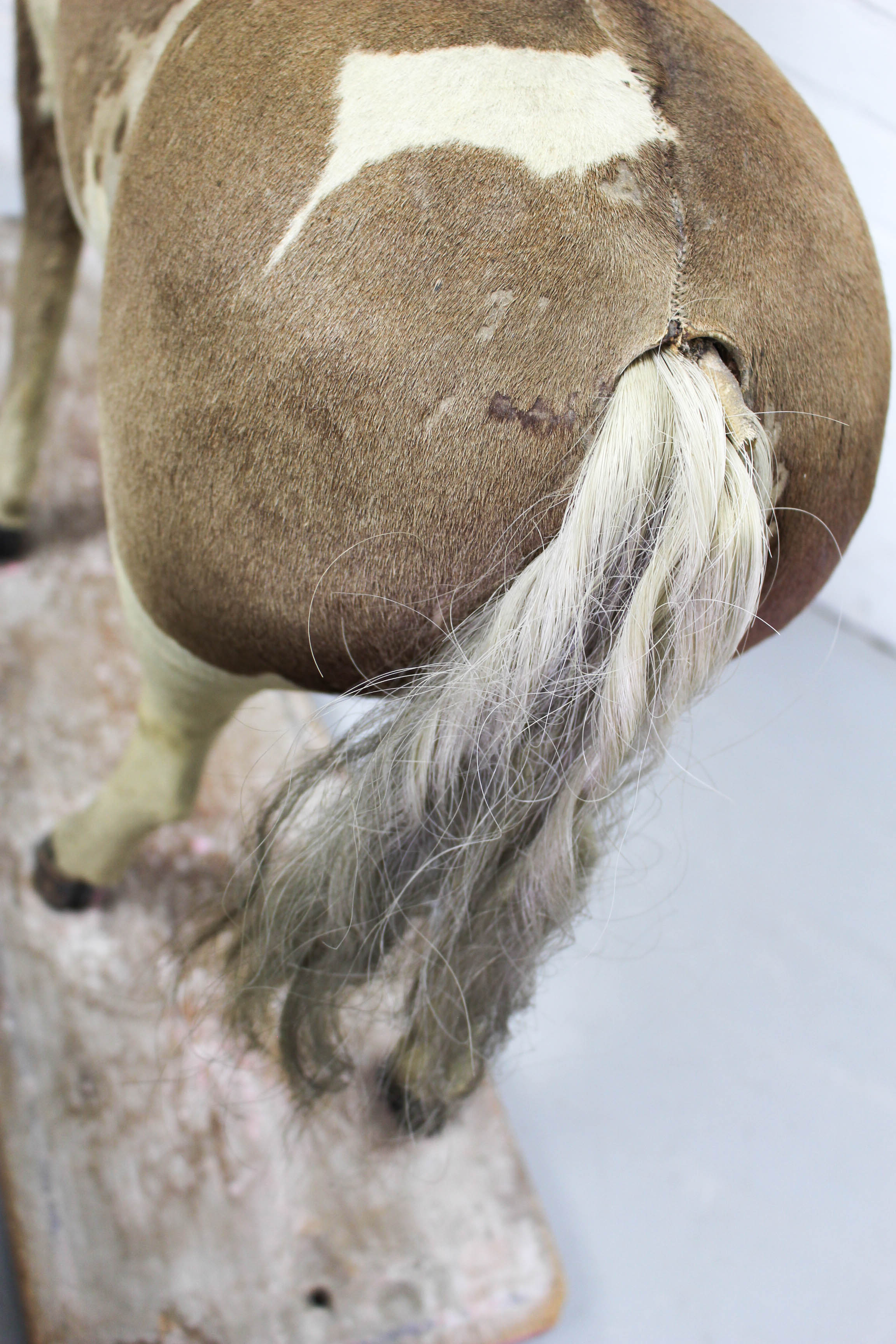 Victorian taxidermy toy horse, late 19th century.