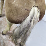 Victorian taxidermy toy horse, late 19th century.