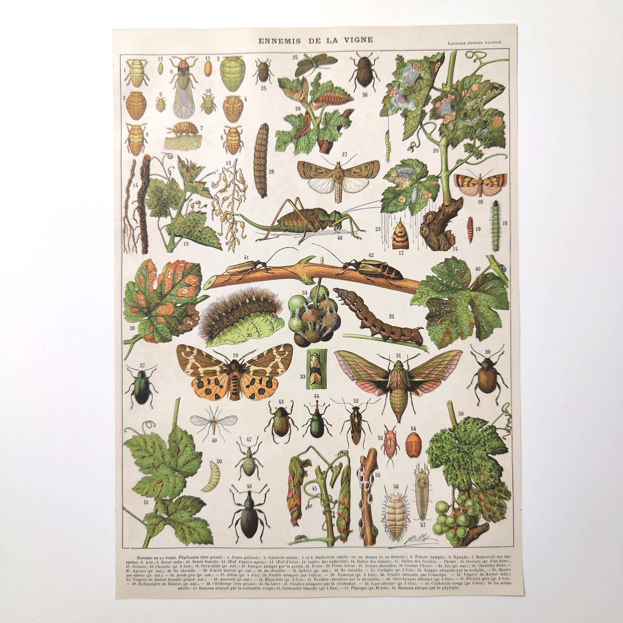 Lot deux Planches lithographies sur les maladies de la vigne 1900