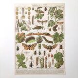 Lot of two lithographed plates on vine diseases 1900