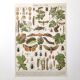 Lot deux Planches lithographies sur les maladies de la vigne 1900