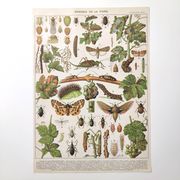 Lot deux Planches lithographies sur les maladies de la vigne 1900