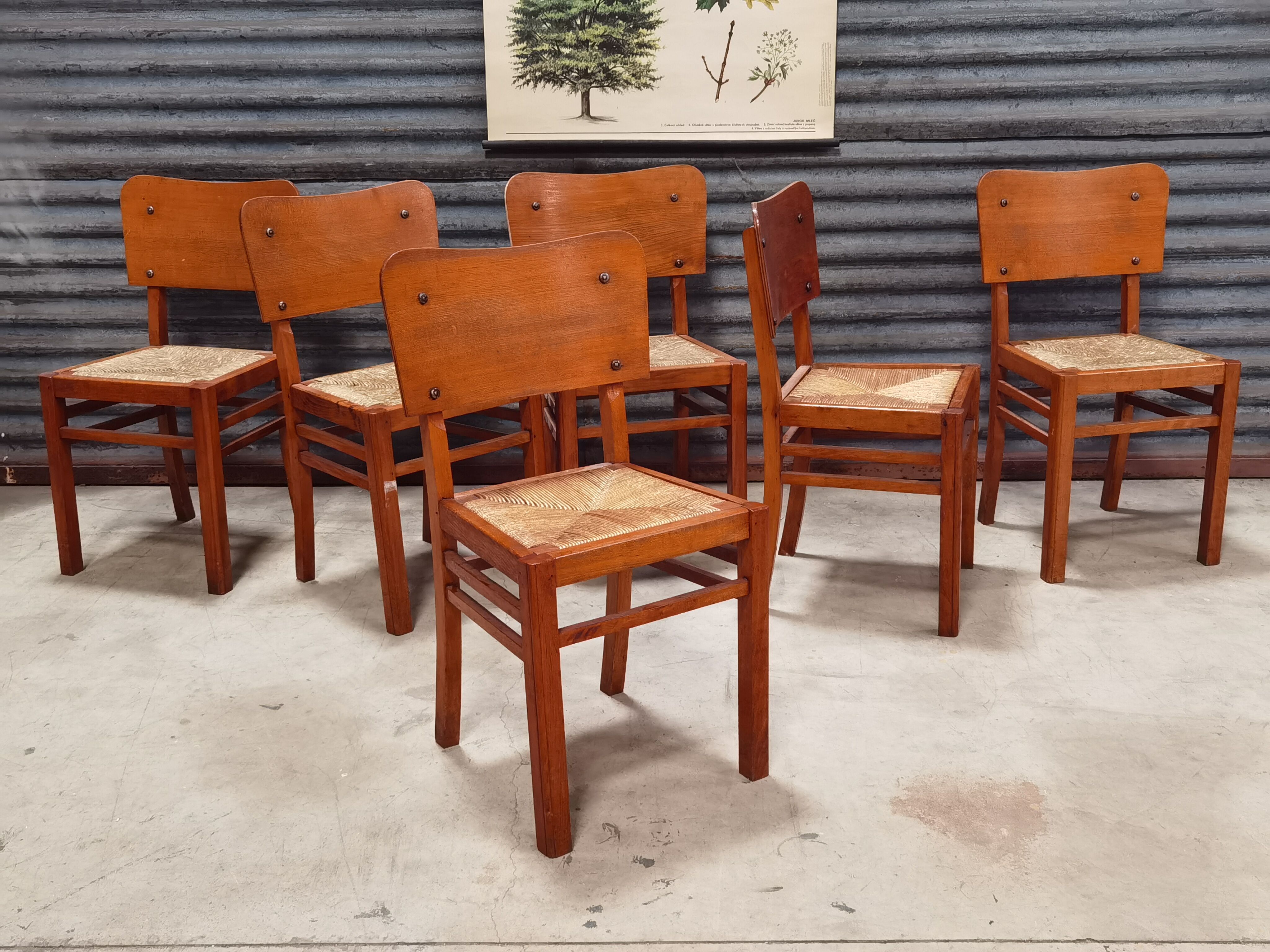 Set of 6 straw wood chairs 1950