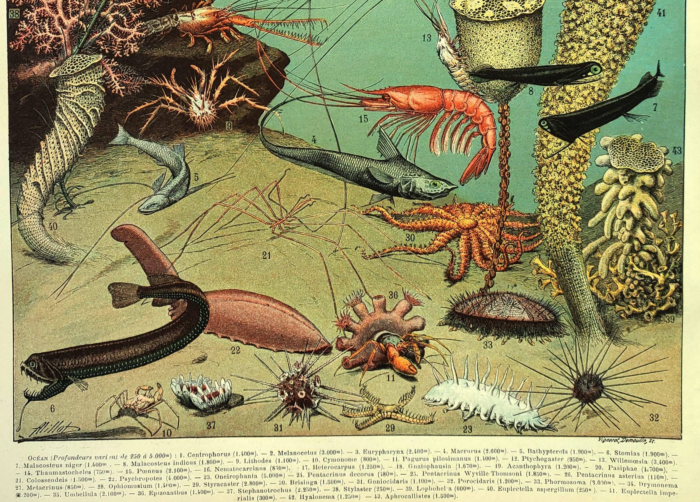 Antique engraving 1897 A. Millot - Ocean and Abyss, deep ocean, fauna