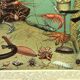 Antique engraving 1897 A. Millot - Ocean and Abyss, deep ocean, fauna