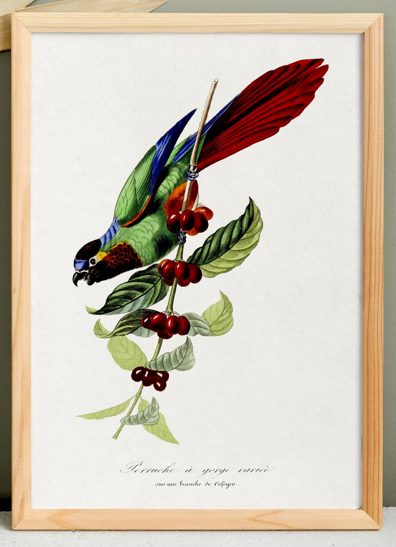 Poster about the parakeet, based on an old engraving from 1842.