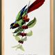 Poster about the parakeet, based on an old engraving from 1842.