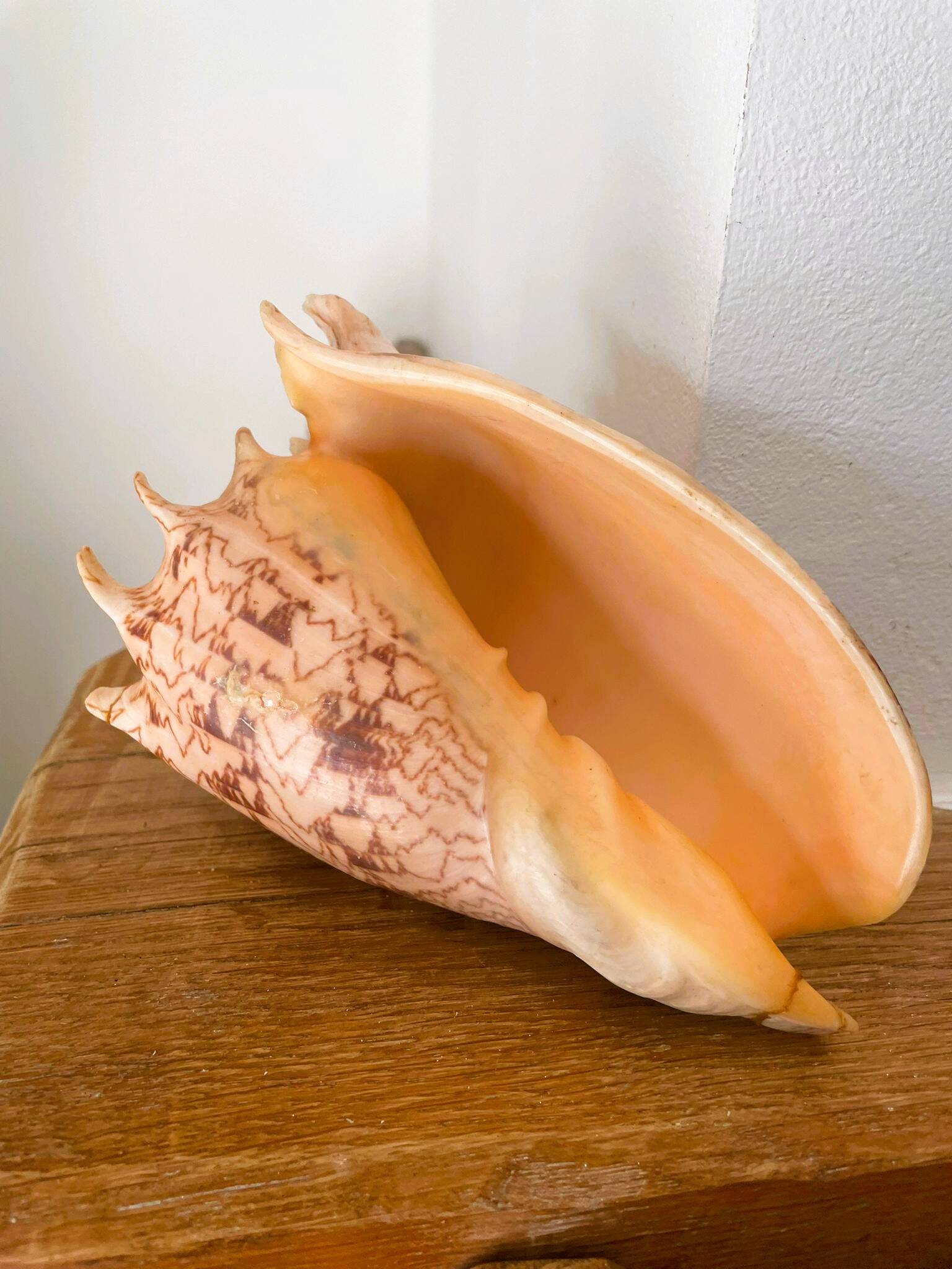 Large seashell: Imperial volute / Cymbiola imperialis