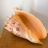 Large seashell: Imperial volute / Cymbiola imperialis