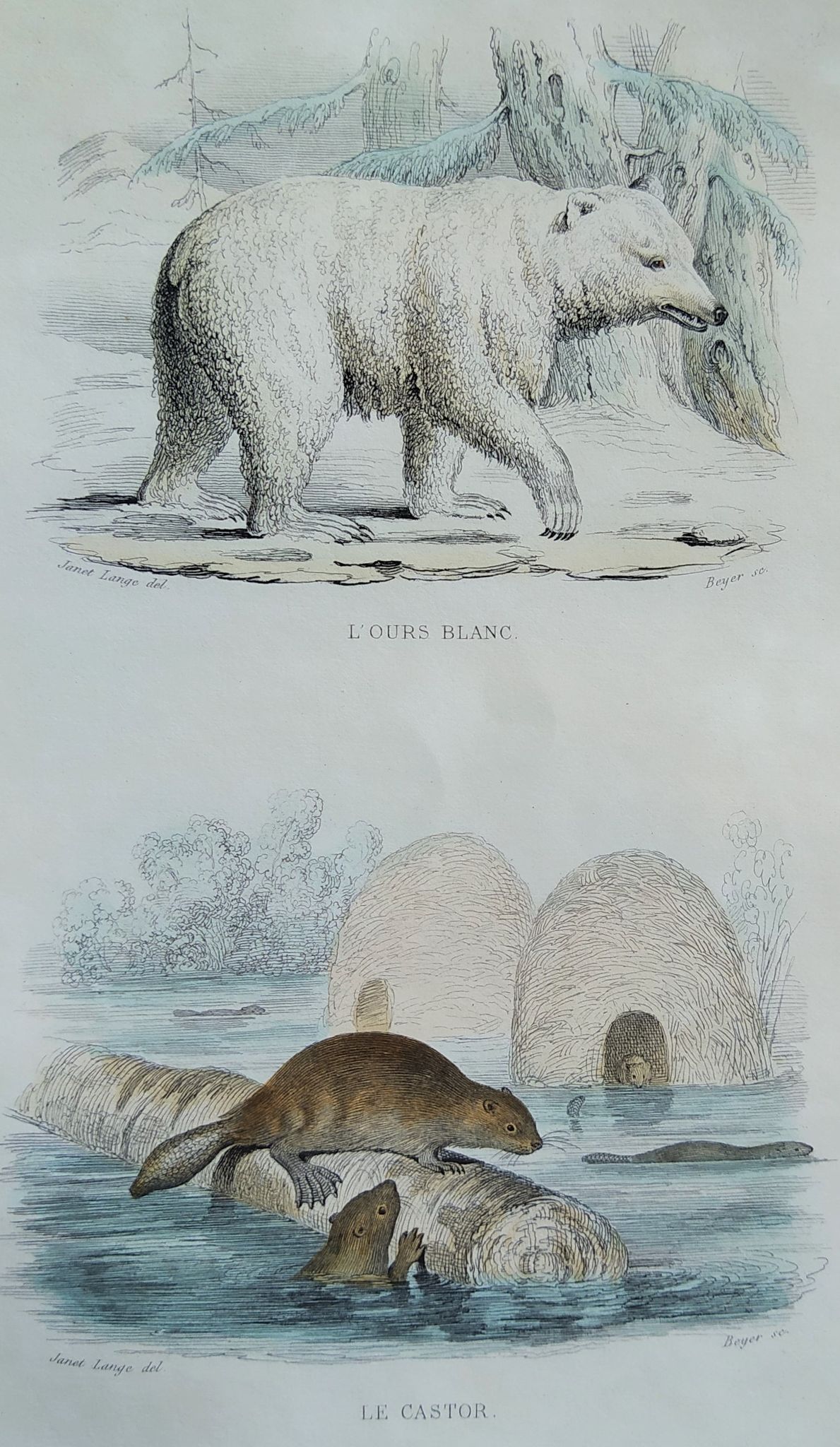 Planche zoologique originale " ours blanc & castor " - buffon 1840