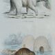 Planche zoologique originale " ours blanc & castor " - buffon 1840