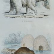 Planche zoologique originale " ours blanc & castor " - buffon 1840
