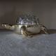 Pique-fleurs en verre de Reims 19 trous socle en métal argenté forme tortue
