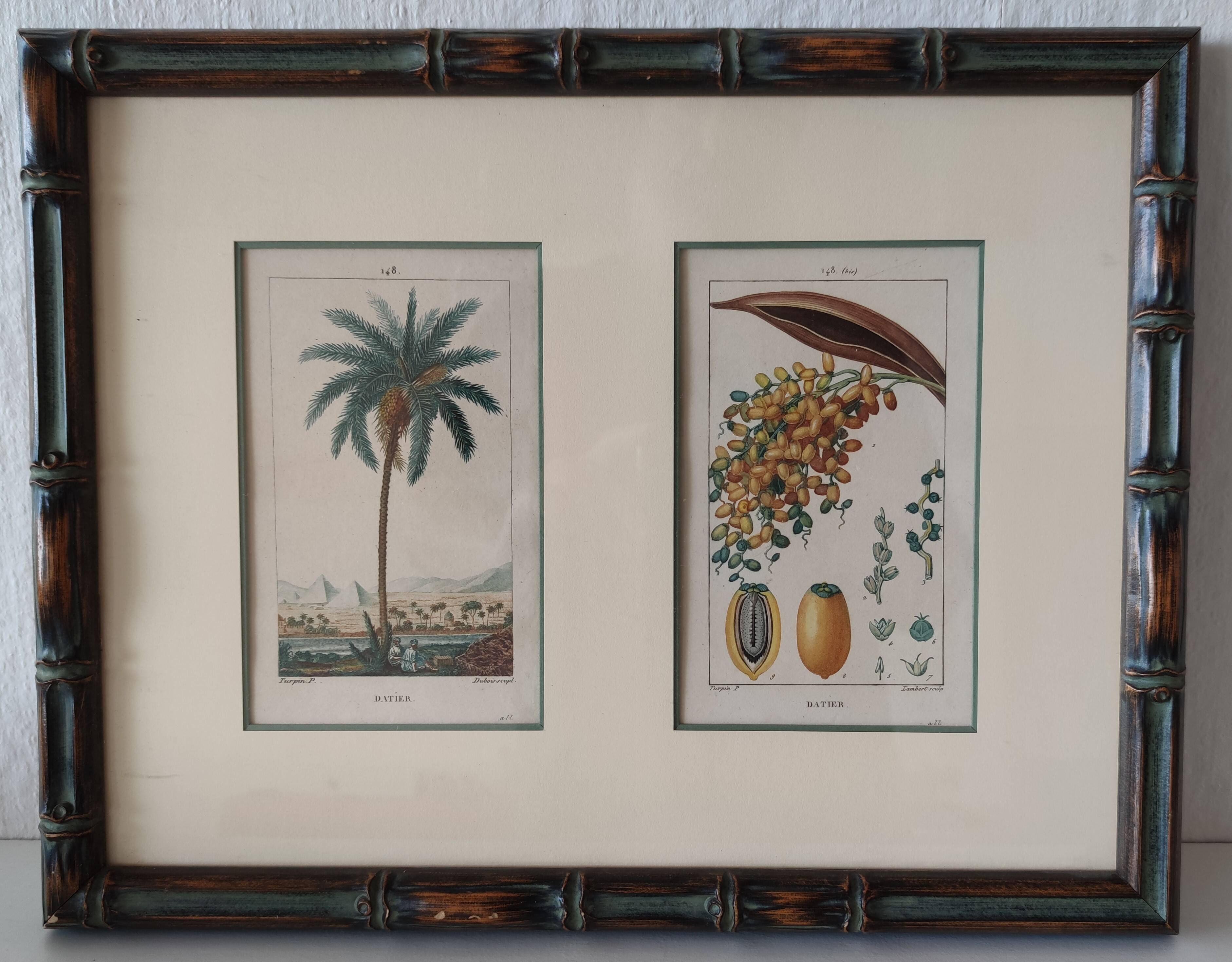 Datier framed botanical engraving by Turpin circa 1800