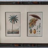 Datier framed botanical engraving by Turpin circa 1800