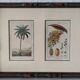 Datier framed botanical engraving by Turpin circa 1800