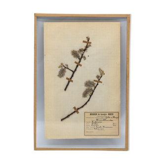 George Bert Herbarium