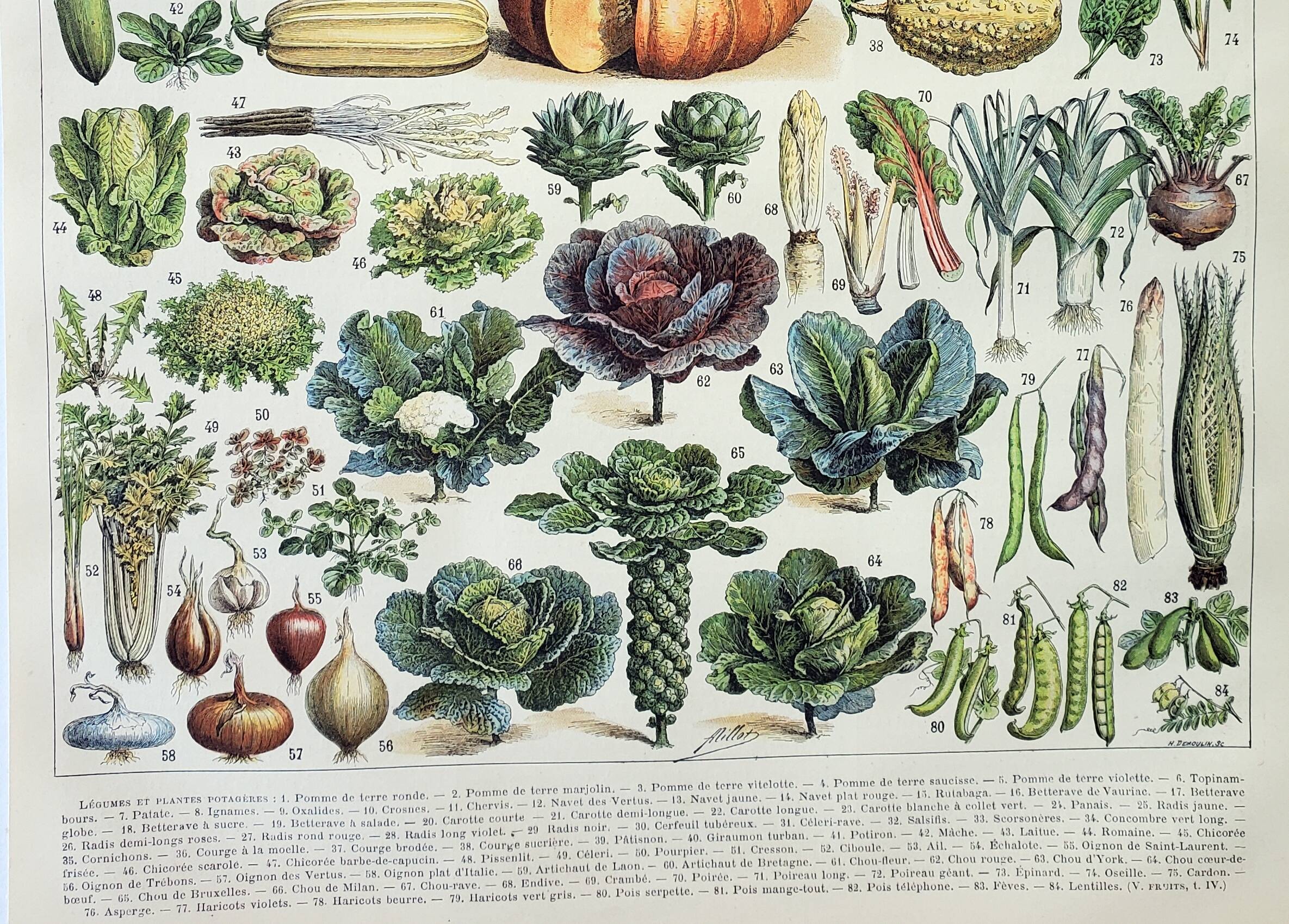 Old engraving 1898, Vegetables and vegetable plants • Lithograph, Original plate