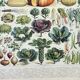 Old engraving 1898, Vegetables and vegetable plants • Lithograph, Original plate