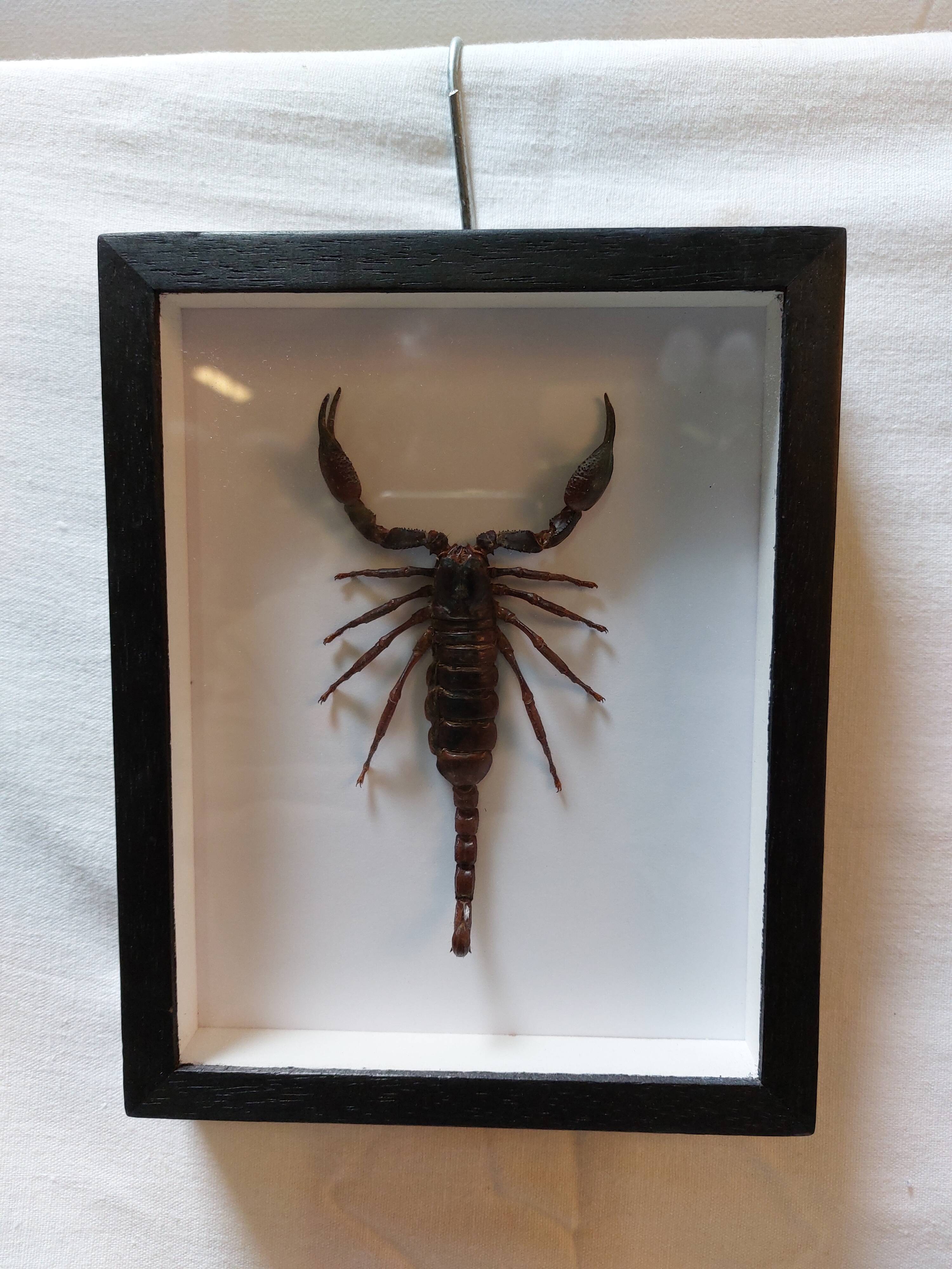 Scorpion stuffed under glass