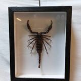Scorpion stuffed under glass