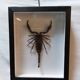 Scorpion naturalisé sous verre