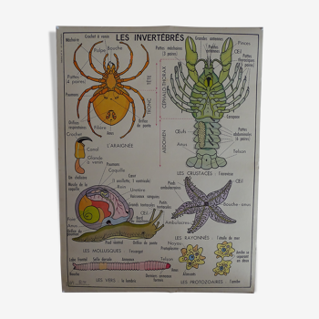 Affiche scolaire recto verso anatomie les invertébrés et les insectes .MDI.1964