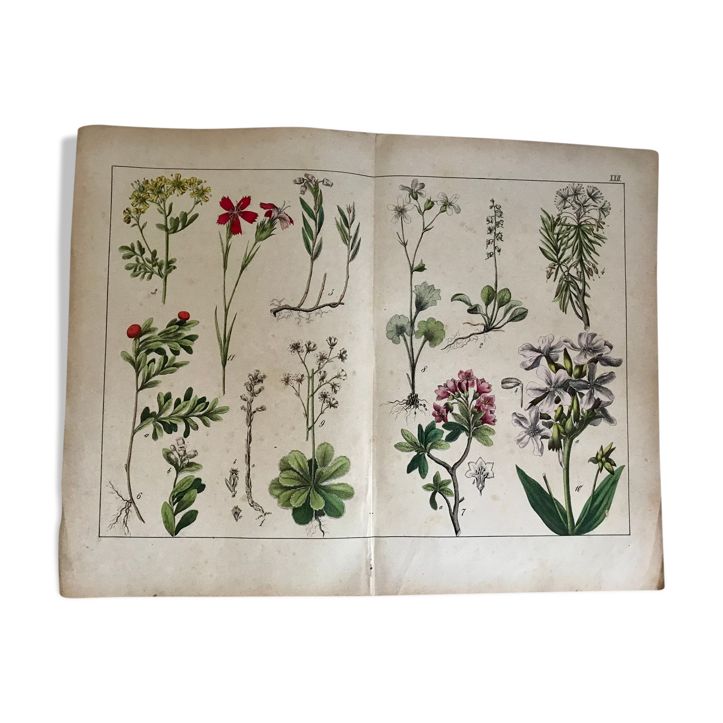 19th 32x42 botanical plank