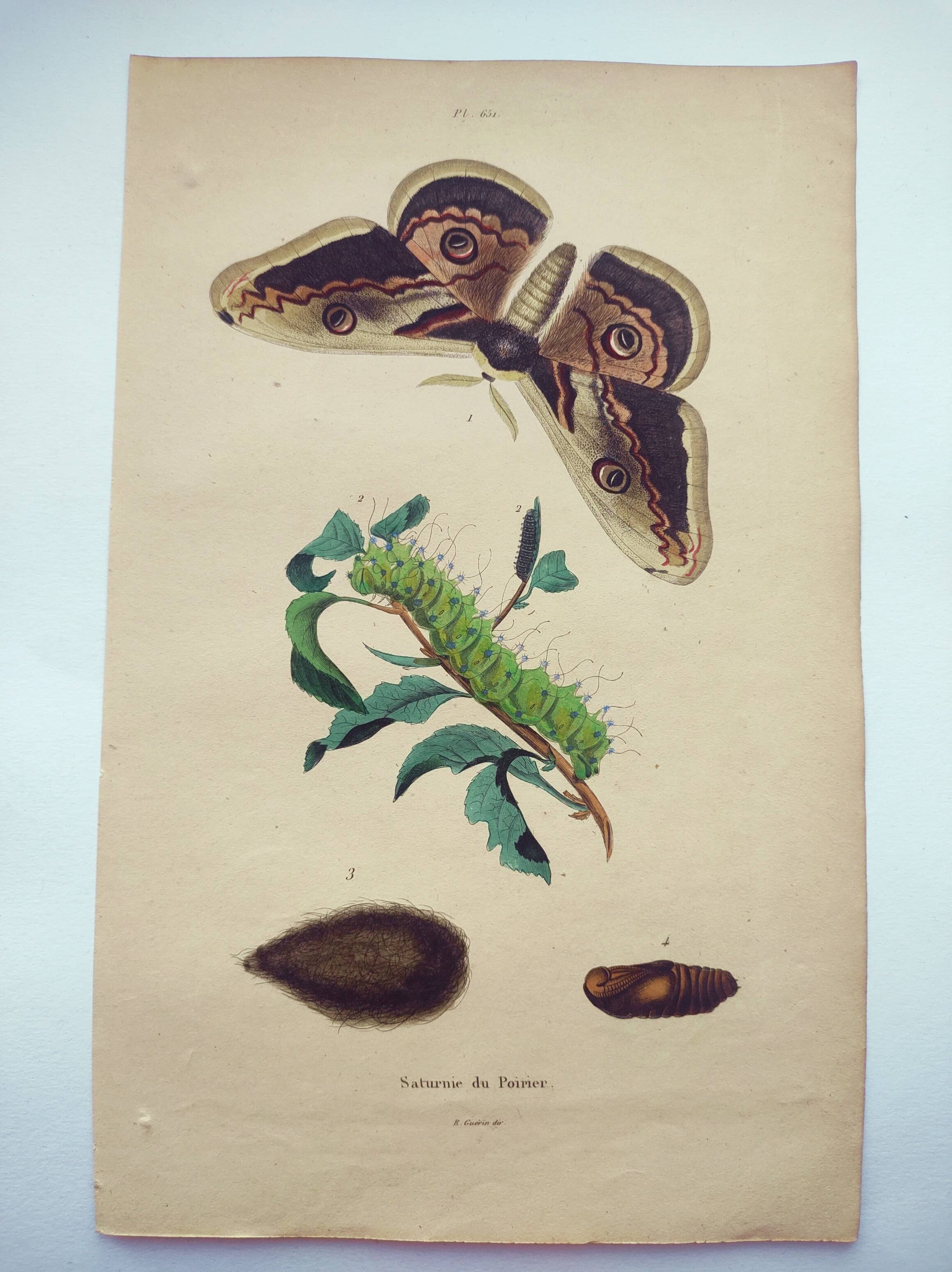 Antique engraving from 1839 -Pear Tree Saturnia Butterfly- Hand-colored zoological plate. Original