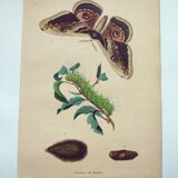 Gravure de 1839 - Papillon Saturnie Poirier- Planche zoologique coloriée à la main