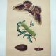Antique engraving from 1839 -Pear Tree Saturnia Butterfly- Hand-colored zoological plate. Original