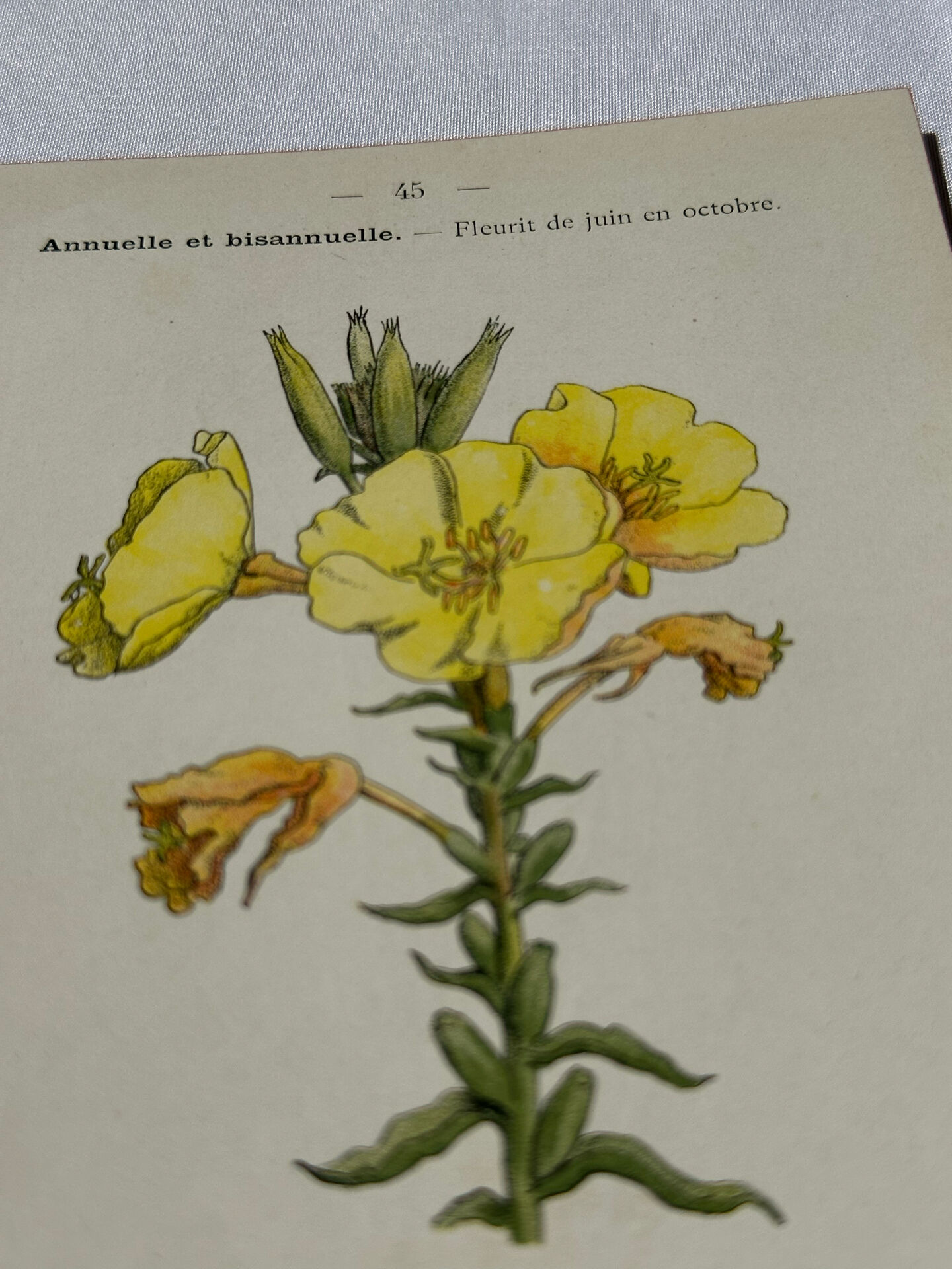 Botanical plate engraving flower France double-sided circa 1800 coloured