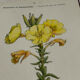 Botanical plate engraving flower France double-sided circa 1800 coloured