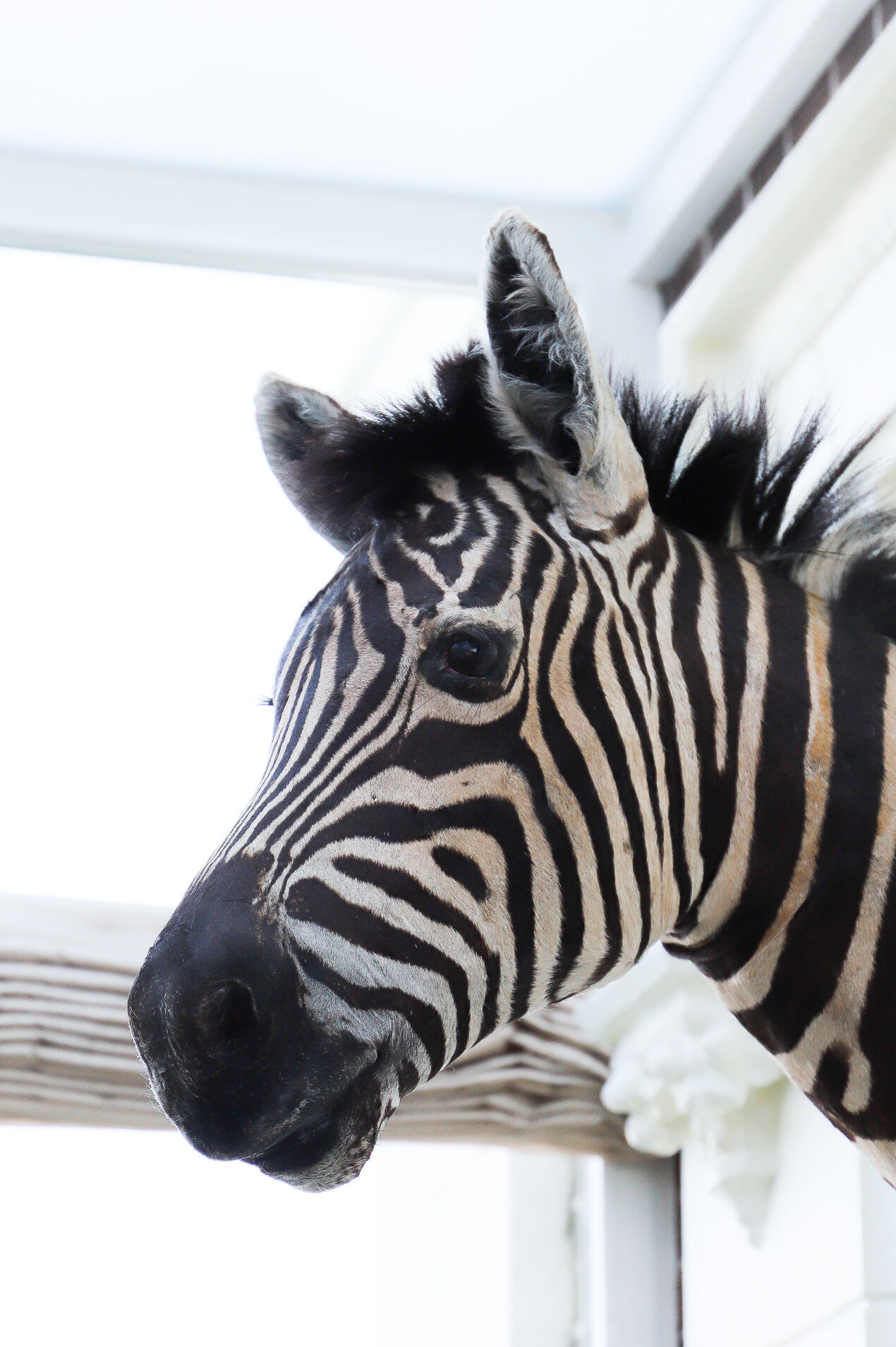 Zebra taxidermy