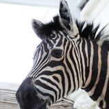 Zebra taxidermy