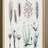Poster on plants, after an engraving from 1881 (nutgrass, bulrush, cotton grass, wheat,)
