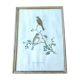 Bird lithograph by J. Gould and H-C Richter