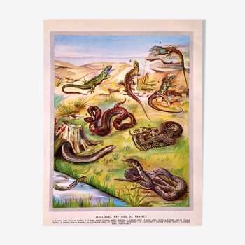 Lithographie Planche Reptiles 1950