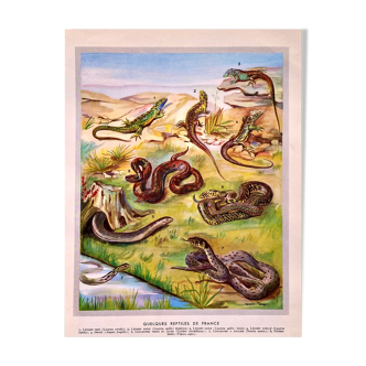 Lithographie Planche Reptiles 1950