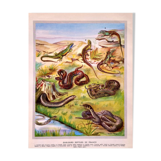 Lithograph Plate Reptiles 1950