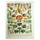 Old engraving from 1928 - Vegetables and garden plants by Millot. vintage