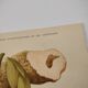 Old flower engraving 1899 - Stanhopea - Vintage botanical print