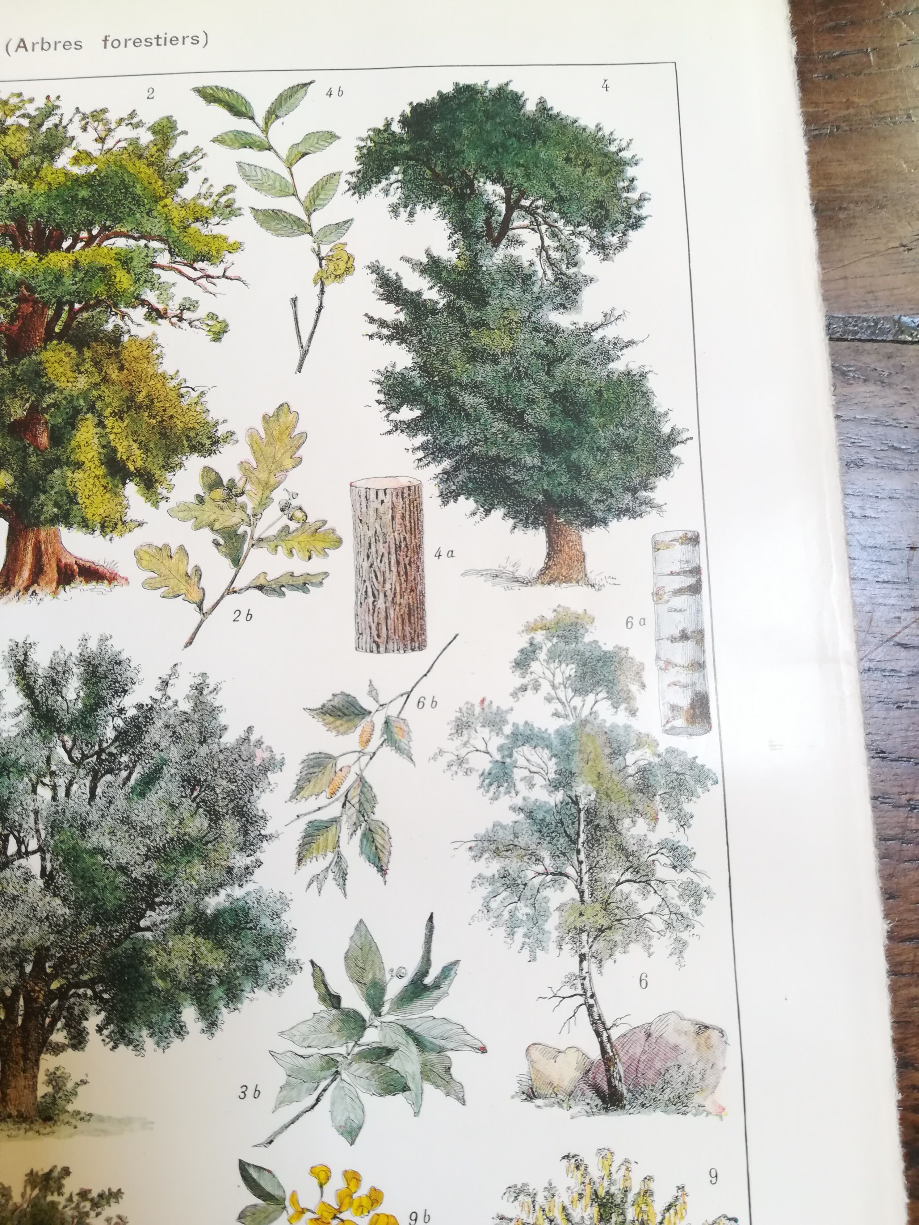 Lithographie sur les arbres de 1928 "hêtre"