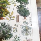 Lithographie sur les arbres de 1928 "hêtre"