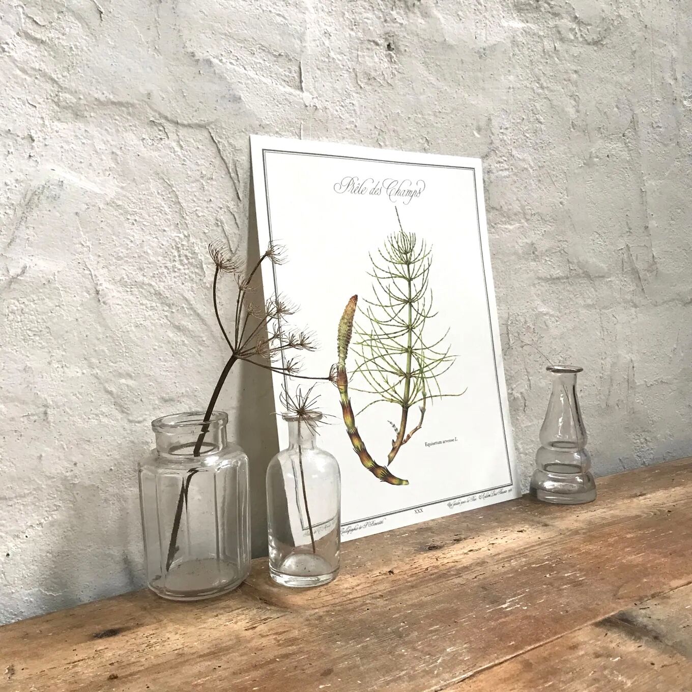 Botanical plate horsetail of the fields