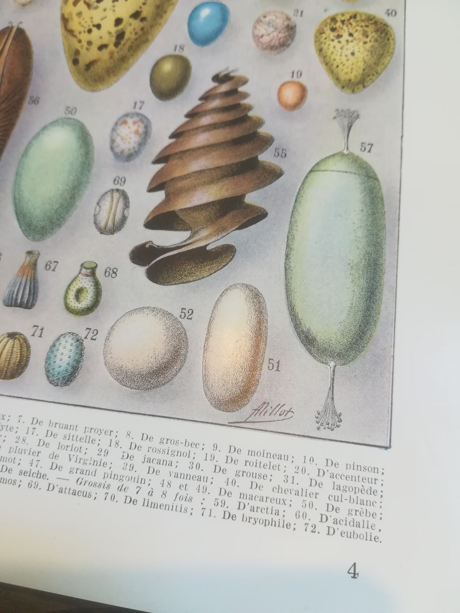 Lithographie sur les œufs de 1928