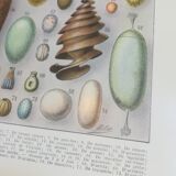 Lithograph on eggs from 1928