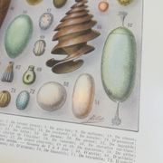 Lithographie sur les œufs de 1928