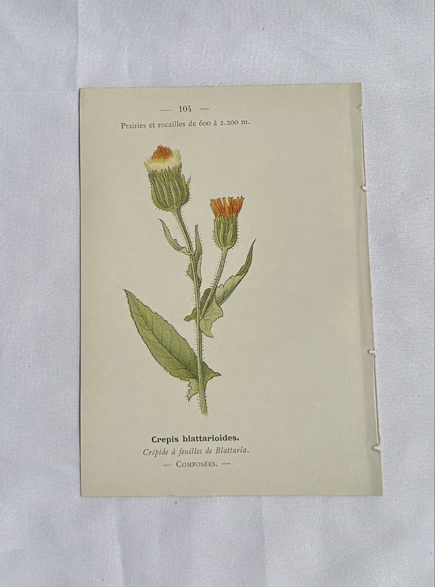 Old Botanical Engravings 19th Century – Naturalist Lithographs Flowers &