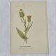 Old Botanical Engravings 19th Century – Naturalist Lithographs Flowers &